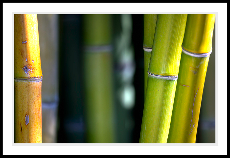 Six bamboos are showing.